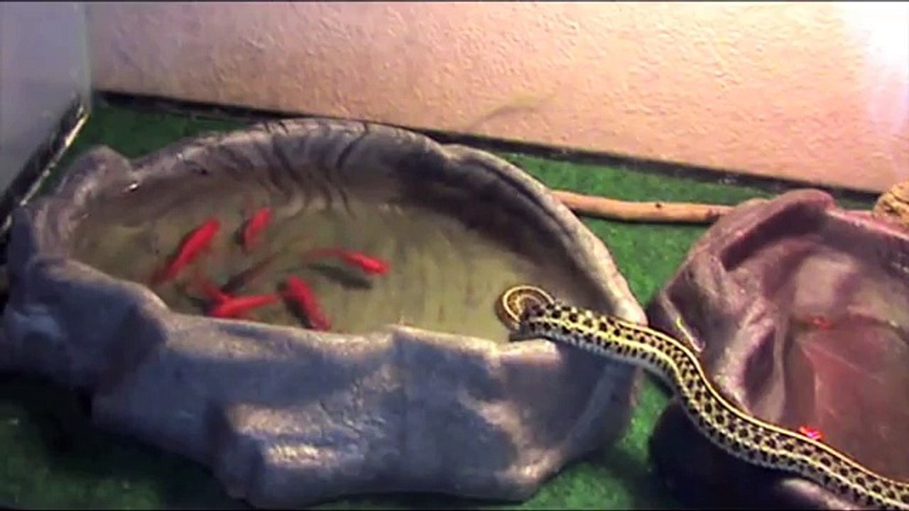 Et si on se mangeait quelques petits poissons rouges! Serpent affamé!