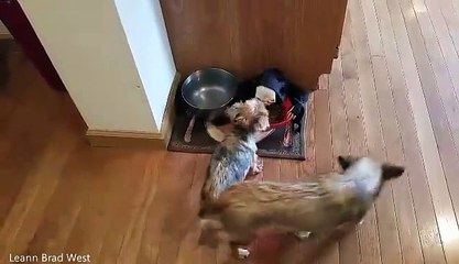 ''I put the dog food in the candy dish''