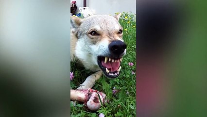 10 MOST DANGEROUS DOGS BREEDS IN THE WORLD