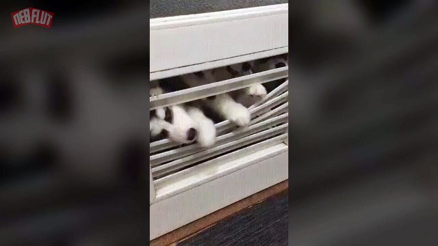 The Walking Dead version Chiot