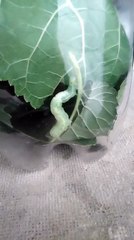 Oruga .- Caterpillar