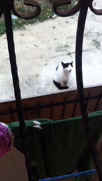 Miyavlayan Kedi
