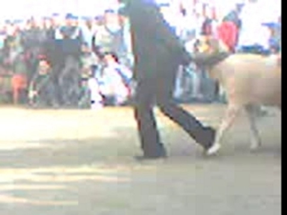 Mouton1