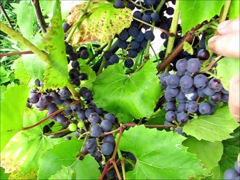 ПЕРВЫЕ: АРБУЗ, ДЫНЯ, ВИНОГРАД - ЭКСПЕРИМЕНТ. Как вырастить на участке / Дача / Сад / Огород / garden