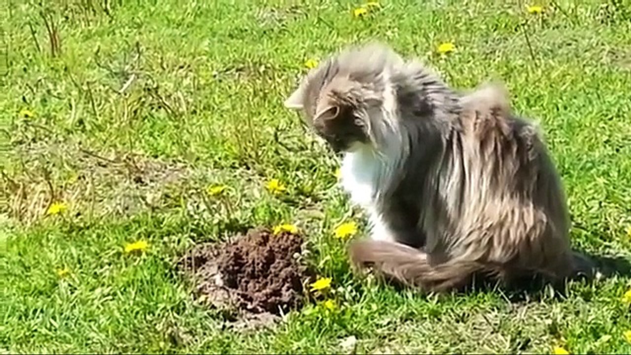 Un chat aperçoit une taupe qui sort du sol, et sa réaction est tout simplement hilarante... Impossible.