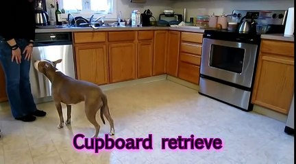 CETTE FEMME S'INSTALLE SUR LE PLANCHER DE SA MAISON, CE QUE SON PITBULL FAIT A LAISSÉ LE MONDE ENTIER SANS VOIX!