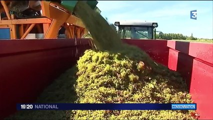 Charente : la vodka et le gin conquièrent le pays du cognac