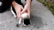 Un chat coince sa tête dans un bocal et se fait secourir