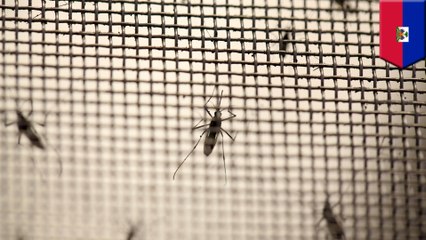 지카 바이러스, 그 다음은? 아이티 섬에서 발견된 마야로 바이러스