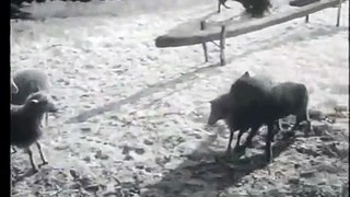 Dog fights with two wolves