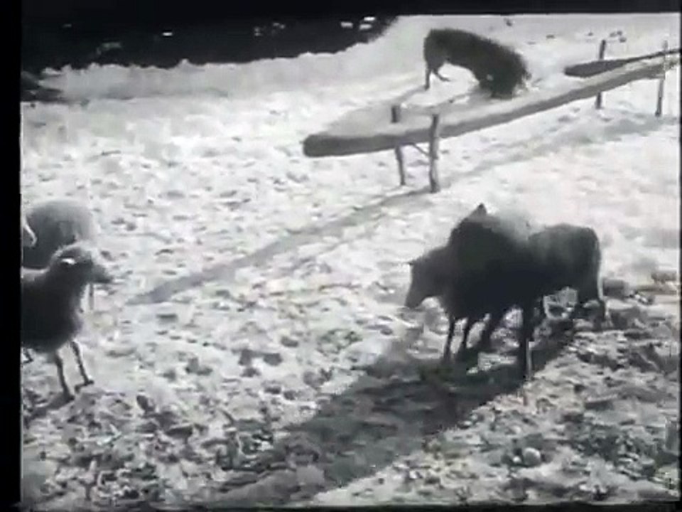 Dog fights with two wolves