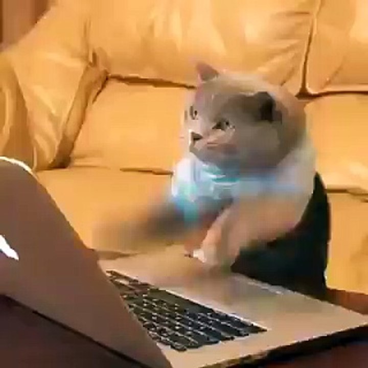 funnycat 2016clips