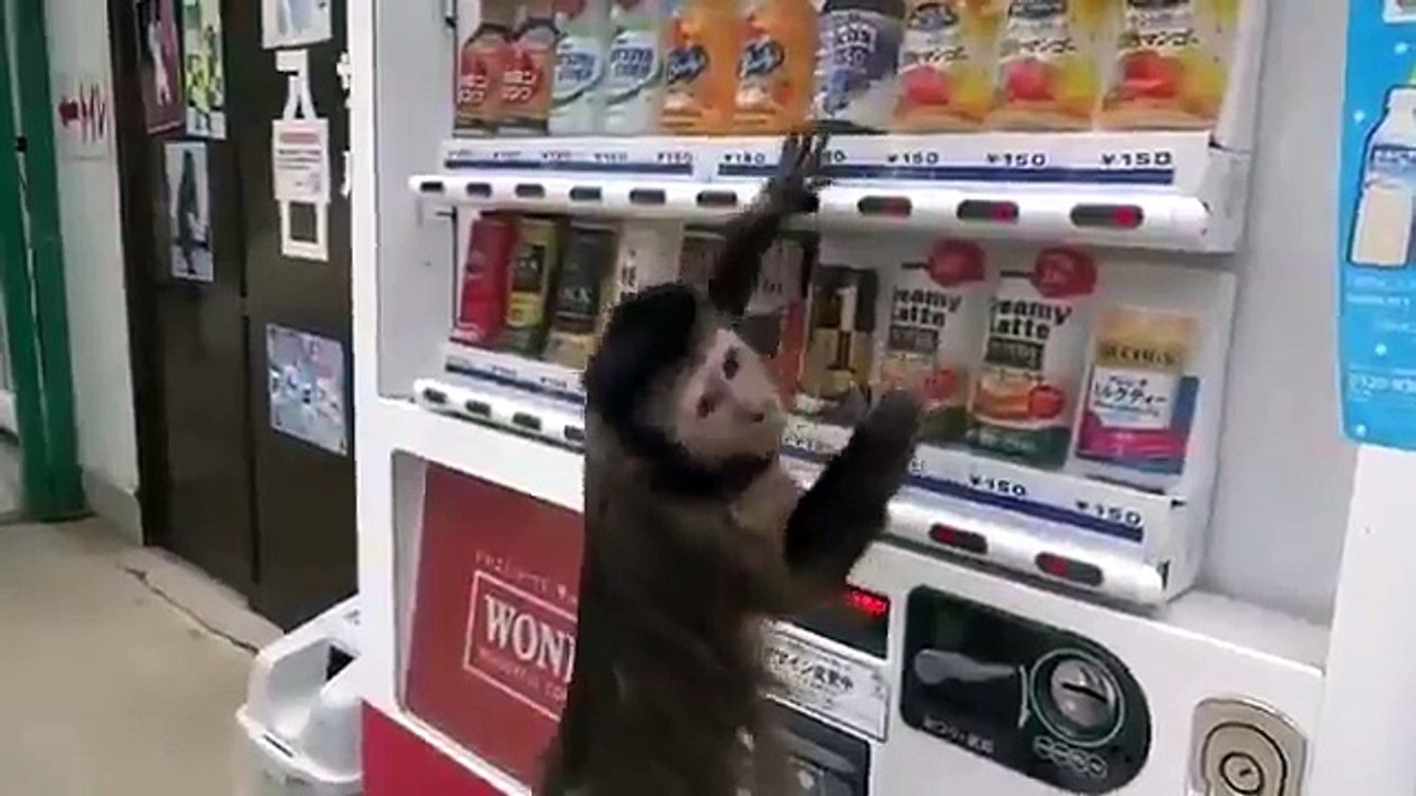 Unbelievable! Monkey takes food in Vending Machine