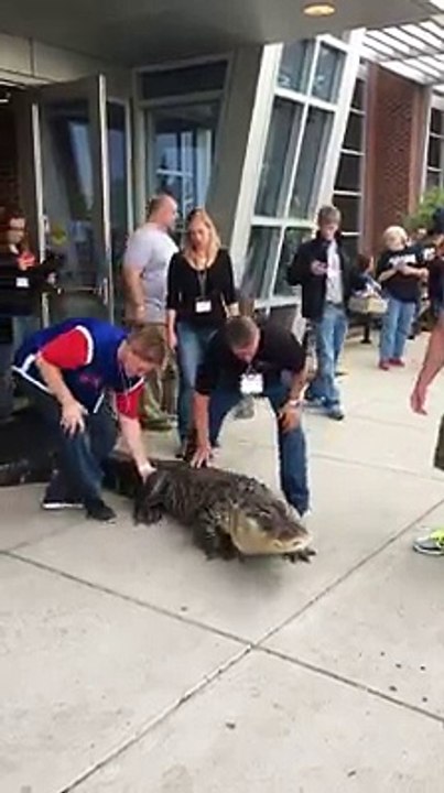 moving a large alligator