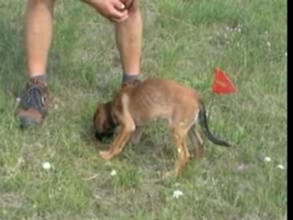 Be Aware AMEE - Fährte