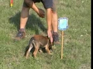 Be Aware A-VIDOQUE Fährte