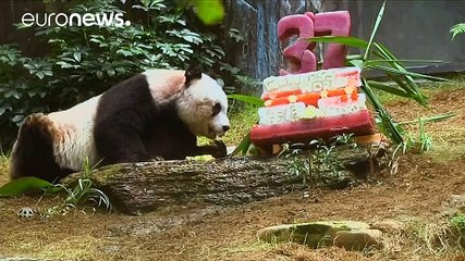 World's oldest giant panda in captivity dies aged 38