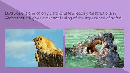 Book Botswana Safari Tours Packages