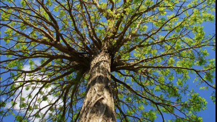 American Arborist Tree Service - (410) 231-7224