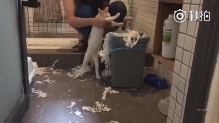 Cat Rips Paper and Then He is Punished Picking up Trash