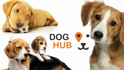 Leder du efter en hund pleje service i Danmark