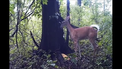 Very Funny Animal and Dog Fart Vine Compilation-Vn1TwFG1mrQ