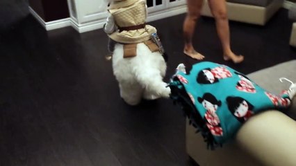 Le costume fait maison de cet enfant avec un Tauntaun (Star Wars)