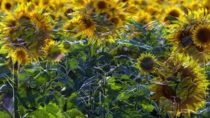 Artefact virtuel de l'Intelligence Projective