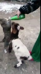 Su içmeye Çalışan Sevimli Hayvanlar