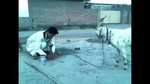Pakistani Goat Very Talented - Funny Clips Pakistani || Whatsapp Funny Videos