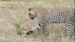 Anmal Attack Leopard Top 10 Attack 2016 on Animal Planet |