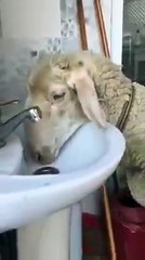 Su içmeye Çalışan Koyun Musluk Kapatılınca