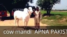 //Cow Mandi// - Cholistani Bachra Cow Mandi 2016 //- Lahore Bakra Mandi//