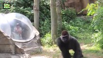 Zoo Animal Attacks ★ Animals That Don't Know What Glass Is! (HD) [Epic Laughs]-0CNwCJSBLuk