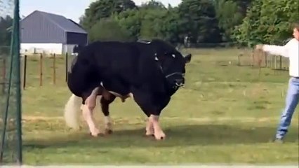 Allah ki qudrat World Biggest Cow Cow Qurbani  Karachi Pakistan New 2016