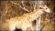 lion vs giraffe Best animals fights  with wild 2016 animals lion tiger bear attack