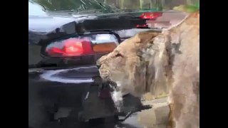 Animal attacks : Lion attacks Human in Car ► Shocking animal attacks