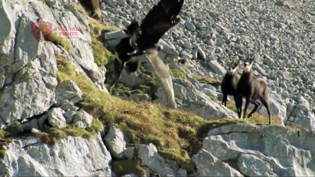 Eagle Vs Mountain Goat The Rambo Goat Animal Fight