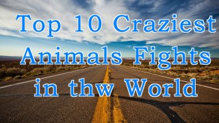 Top 10 Craziest Animals Fights in the World