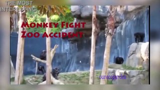 CRAZIEST Animal Fights Gorilla vs Chimp. Lion vs Tiger. Giant Anaconda kill Hippo Amazing New Video