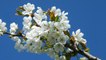 Anny Versini, Jean-Marc Versini - Le cerisier en fleurs (Clip officiel) - La magie de la nature