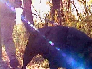 Crime Stories - Tracing Audrey