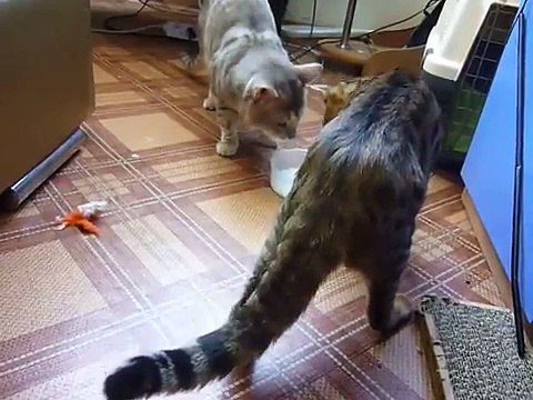 Vidéo Deux chats et un seul bol de lait le match | Glamour