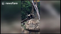 Panda cub falls off while climbing tree