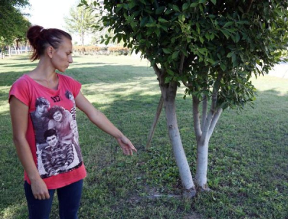 Parkta Vahşet! Yavru Kediye Tecavüz Edip Bıçakladılar