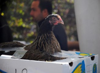 Süs Tavuğu Müzayedesi! 2 Osmanlı Sultan Tavuğuna 3 Bin Lira Verildi