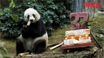 Hong Kong: le plus vieux panda du monde en captivité est mort