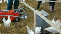 Wow Unik Canggih Robot Pengumpul Telur Ayam