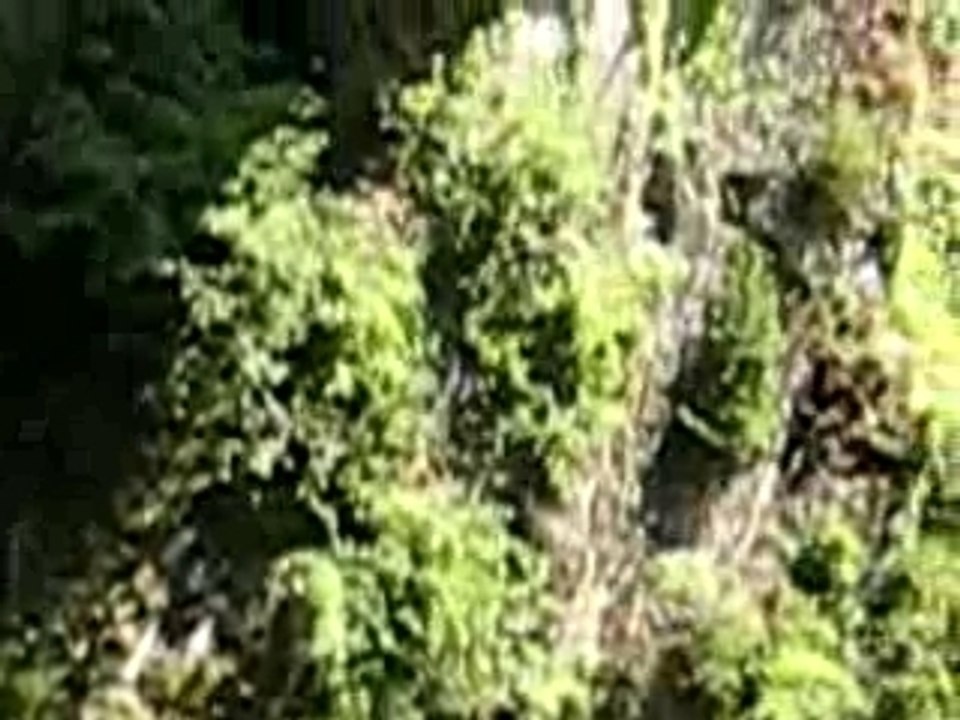 saut philippe pont napoleon