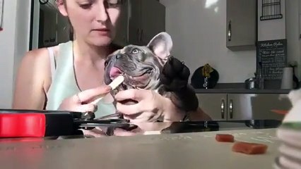 Pampered French Bulldog enjoys pedicure